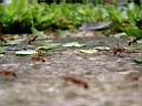 Fourmis champignonistes